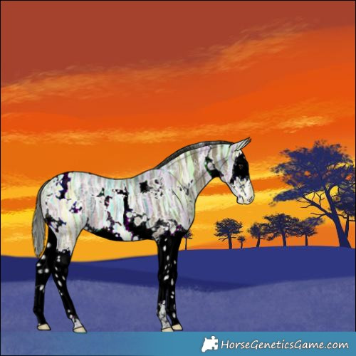 Horse Color:White Spotted Bay Ice Splash Rabicano