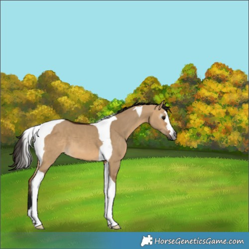 Horse Color:Gray Bay Dun Tobiano 