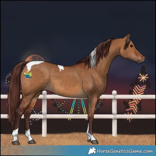 Horse Color:Gray Chocolate Bay Dun Tobiano 