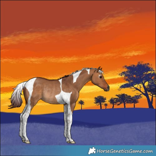 Horse Color:Gray Chocolate Bay Dun Tobiano Rabicano 
