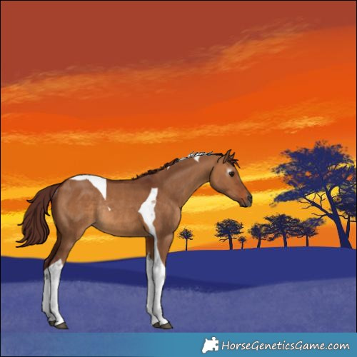 Horse Color:Gray Chocolate Bay Dun Tobiano Rabicano 