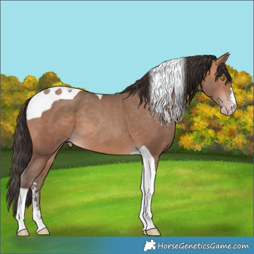 Horse Color:Amber Champagne Tobiano 