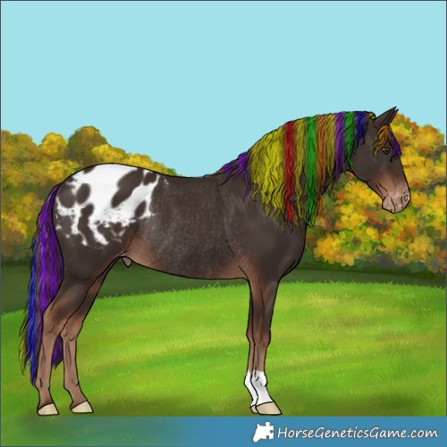 Horse Color:Painted Liver Chestnut Blanket Rabicano