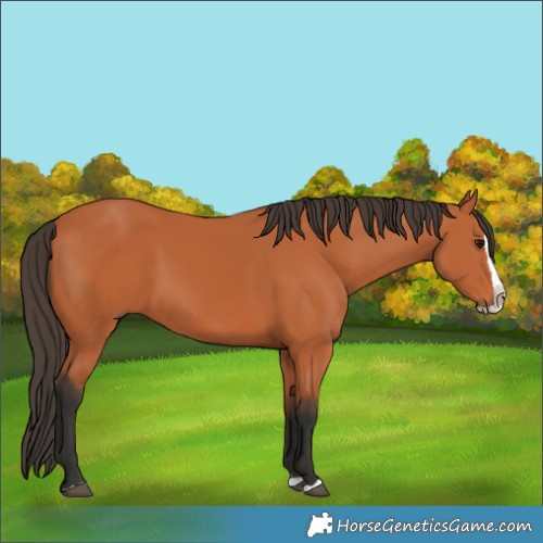Horse Color:Bay Splash 