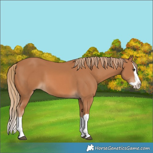 Horse Color:Chestnut Splash 