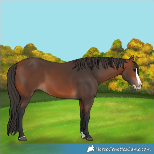 Horse Color:Bay Splash