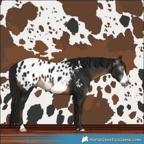 Horse Color:Gray Brown Frame Blanket Rabicano 
