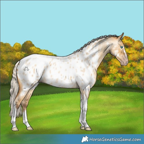 Horse Color:Gray Silver Amber Cream Champagne Roan Dun Splash Tobiano Frame Near Leopard Rabicano 