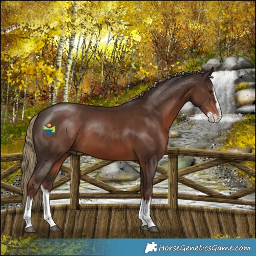 Horse Color:Liver Chestnut Splash