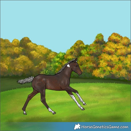 Horse Color:Silver Bay Tobiano Rabicano  and Silver Brown Tobiano Rabicano 