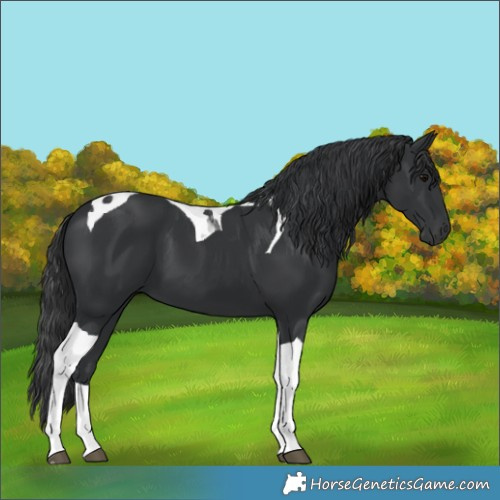 Horse Color:Black Tobiano 