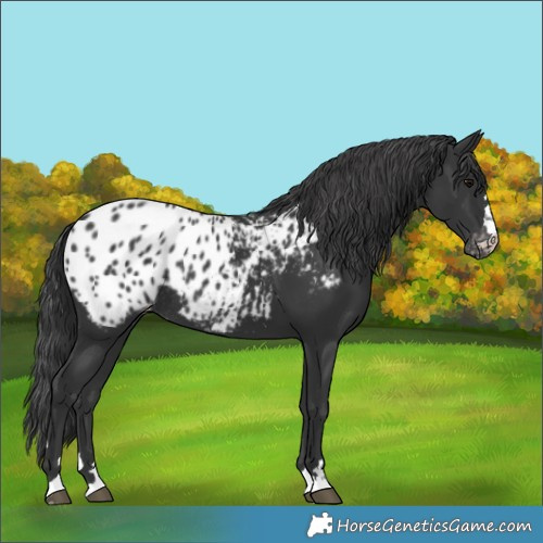 Horse Color:Black Blanket Rabicano