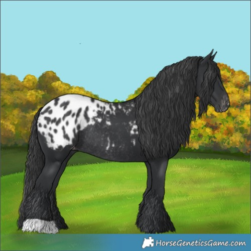 Horse Color:Black Blanket Rabicano 