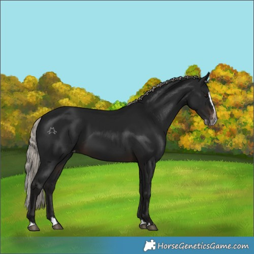 Horse Color:Gray Silver Brown Splash Varnish 