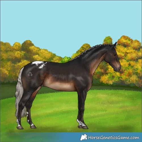 Horse Color:Gray Silver Brown Tobiano Blanket 