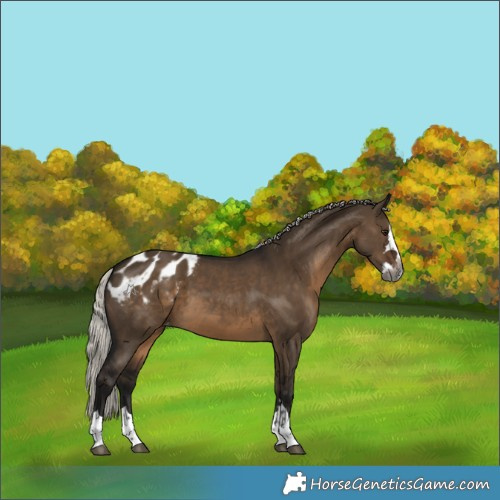 Horse Color:Gray Silver Brown Dun Splash Blanket