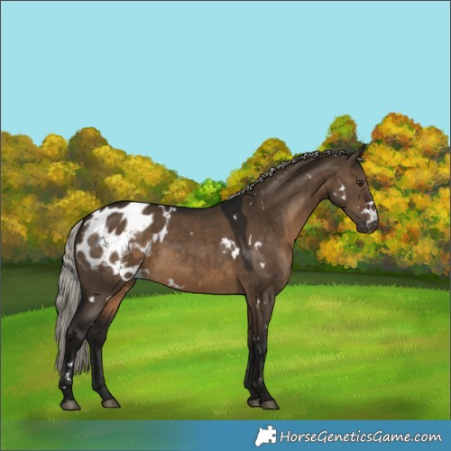 Horse Color:Gray White Spotted Silver Brown Dun Blanket 