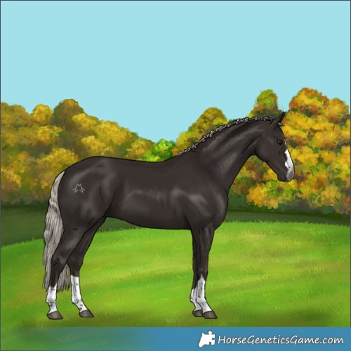 Horse Color:Gray Silver Black