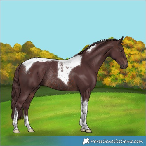 Horse Color:Chocolate Brown Tobiano Rabicano