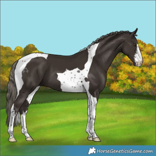 Horse Color:White Spotted Liver Chestnut Mushroom Tobiano 
