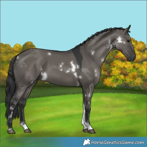 Horse Color:White Spotted Grullo Tobiano