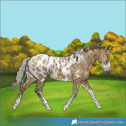 Horse Color:Powder White Silver Buckskin Dun Near Leopard Brindle 