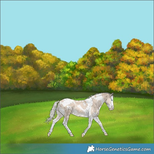 Horse Color:White Spotted Cremello Splash Tobiano