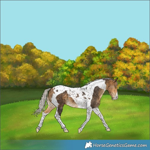 Horse Color:Silver Buckskin Tobiano