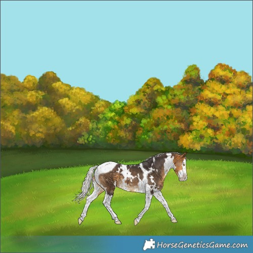 Horse Color:White Spotted Silver Buckskin Splash Tobiano