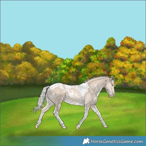 Horse Color:White Spotted Cremello Tobiano 