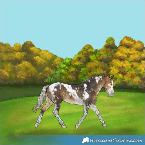 Horse Color:White Spotted Silver Buckskin Splash Tobiano
