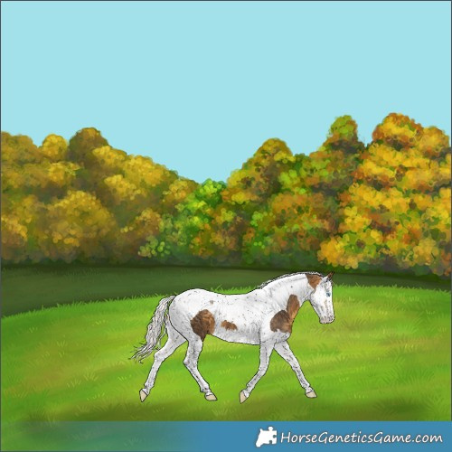 Horse Color:Silver Buckskin Splash Tobiano