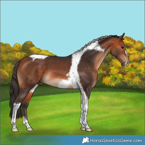 Horse Color:Bay Tobiano Frame