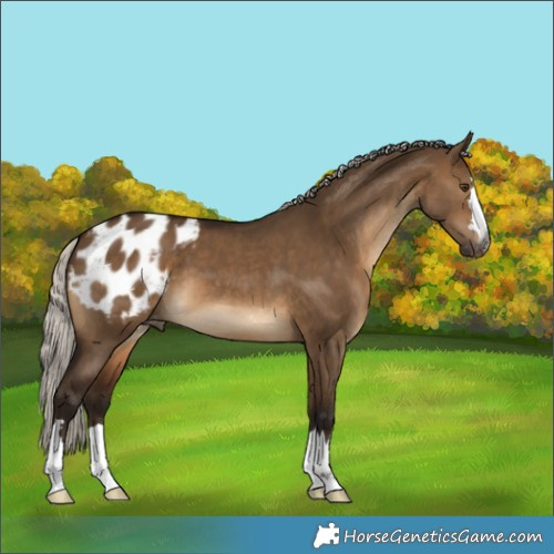Horse Color:Gray Silver Bay Dun Blanket