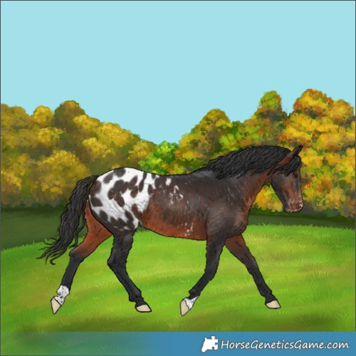 Horse Color:Brown Blanket 