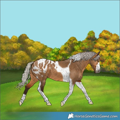 Horse Color:Gray Silver Bay Dun Tobiano Blanket 