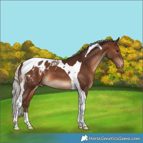 Horse Color:Silver Brown Tobiano Blanket 