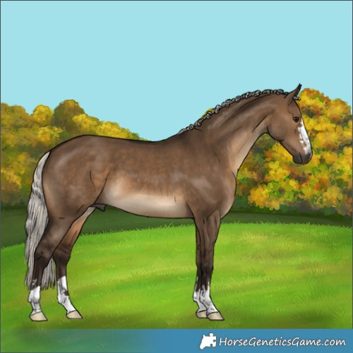 Horse Color:Gray Silver Bay Dun 