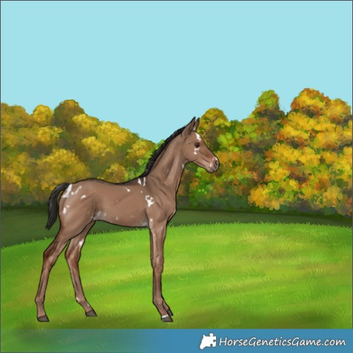 Horse Color:White Spotted Liver Red Dun