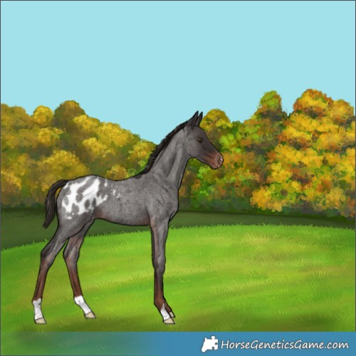 Horse Color:Liver Red Roan Blanket 