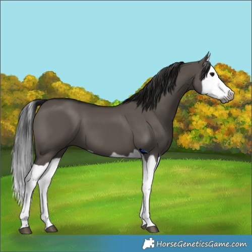 Horse Color:Gray Grullo Splash