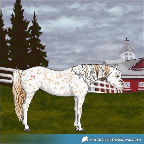 Horse Color:Chestnut Leopard
