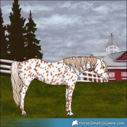 Horse Color:Chestnut Near Leopard