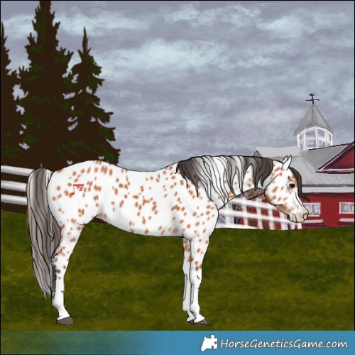 Horse Color:Bay Near Leopard