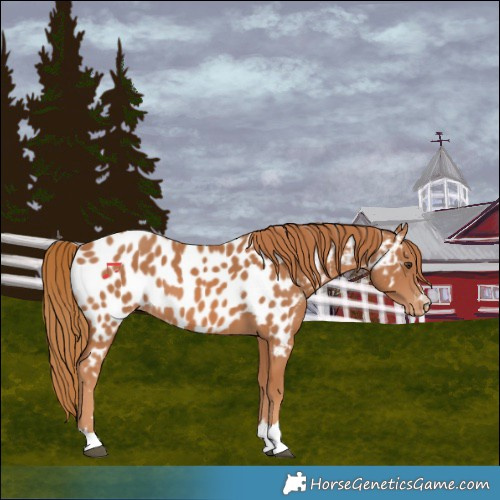 Horse Color:Chestnut Near Leopard 