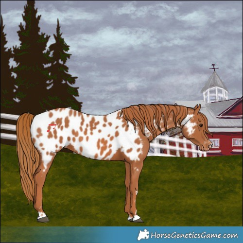 Horse Color:Chestnut Near Leopard 