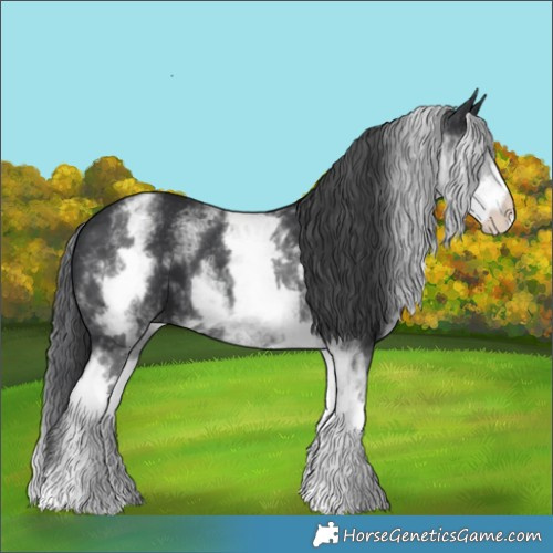 Horse Color:White Spotted Black 