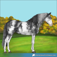 Horse Color:White Spotted Black