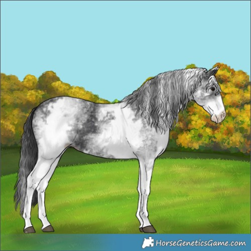 Horse Color:White Spotted Black