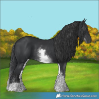 Horse Color:White Spotted Black